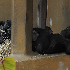 D30 5024f:  Schimpansen, Zoo Hannover