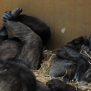 D30 5023f:  Schimpansen, Zoo Hannover