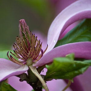 2010 05 01 Magnolienbluete
Tamron 70-300 bei 195 mm; f 5,6; 1/250; ISO 200