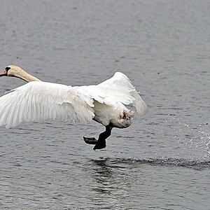 Nikon D300 AF-S 2,8 x 70-200 II mit TC 20 III, Bl 8, Iso 400