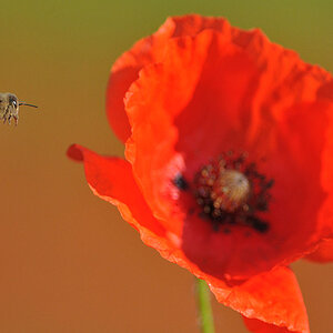 Mohn Juni 2009 300 500 146