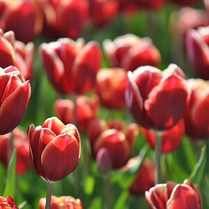 Tulpen in Egmond aan Zee