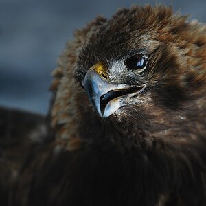 comp DSC 6358
