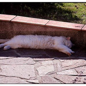 katze