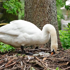 web Vogelpark Abendsberg 100516 4536