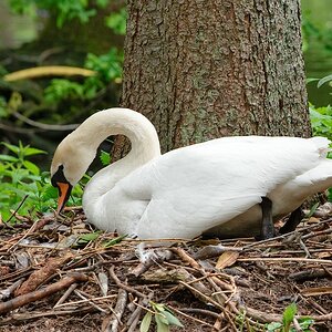 web Vogelpark Abendsberg 100516 4550