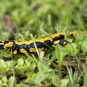 Feuersalamander 01