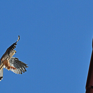 Turmfalke2