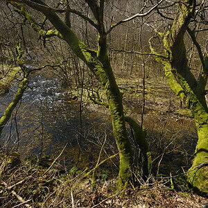 DSC3821 NF F
Perlenbachtal
