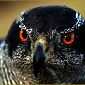 Eye of the Beholder