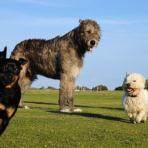 Hunde-Trio auf 12 Pfoten