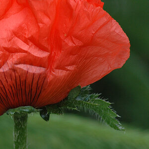 Mohn