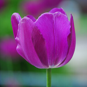 One Flower by xkillerx380