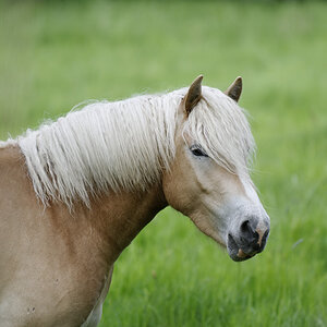 pferd