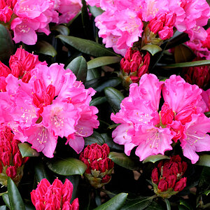 rhodo1 JKK 6732