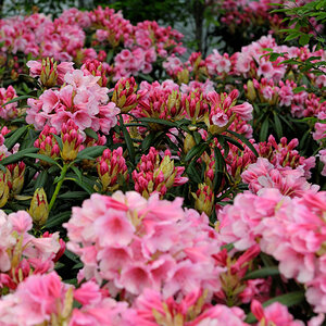 rhodo2 JKK 6706