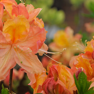 rhodo3 JKK 6701