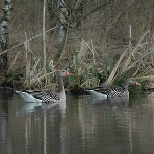 Gänse