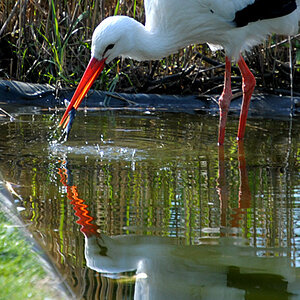 Storch