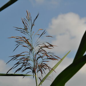 mit Nikon D5000