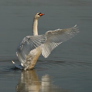 Schwan