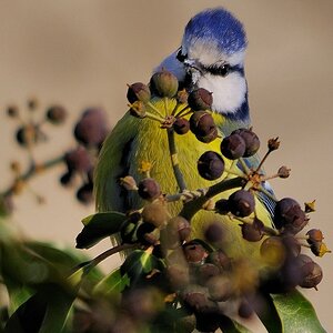 Blaumeise
