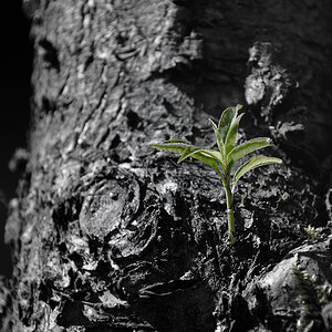 Baumtrieb DSC 00032