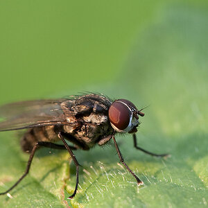 Fliege im Licht der Taschenlampe, weil die Sonne fehlt.