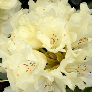rhodo4 JKK 6608
