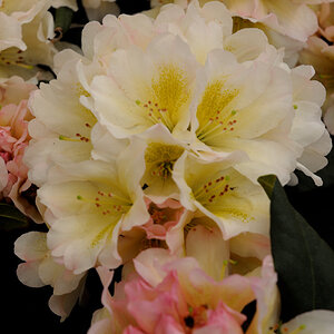 rhodo6 JKK 6618