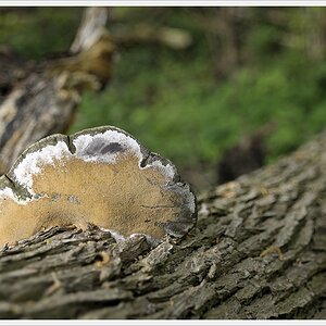 DSC5394 nff