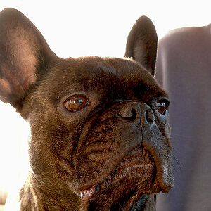 2006 franz. Bulldogge: LUDWIG