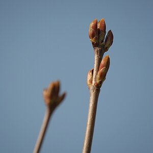 Blattknospen
