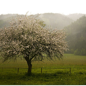 Apfelbaum
und die Kuh am Zaunbalken