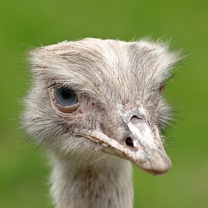 web Vogelpark Abendsberg 100516 4405