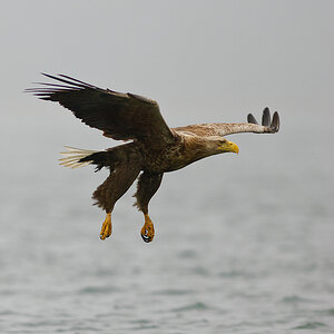 20100519 9765 [NIKON D2Xs]   300 mm  1 1000 Sek. bei ƒ   2,8 4