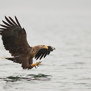 20100519 9768 [NIKON D2Xs]   300 mm  1 1000 Sek. bei ƒ   2,8