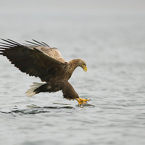 20100519 9769 [NIKON D2Xs]   300 mm  1 1000 Sek. bei ƒ   2,8 4