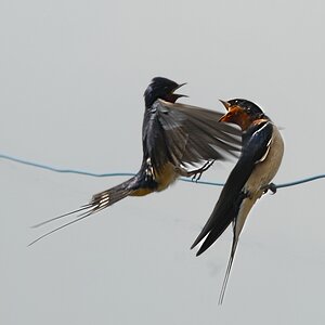 DSC 7107 hf