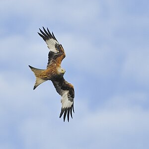 20100517 [NIKON D2Xs]   300 mm  1 1600 Sek. bei ƒ   5,0 2