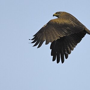 20100517 [NIKON D2Xs]   500 mm  1 2000 Sek. bei ƒ   5,0