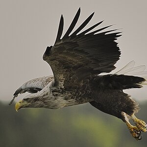 20100517 [NIKON D700]   420 mm  1 4000 Sek. bei ƒ   5,6