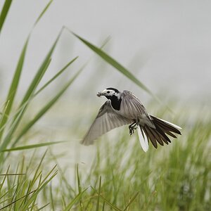 20100518 6251 [NIKON D700]   500 mm  1 800 Sek. bei ƒ   5,6