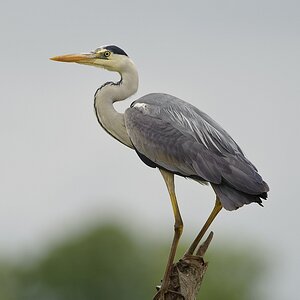 20100518 6378 [NIKON D700]   500 mm  1 500 Sek. bei ƒ   5,6