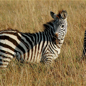 Zebra