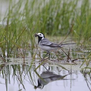 20100518 6335 [NIKON D700]   500 mm  1 320 Sek. bei ƒ   5,6