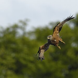20100517 [NIKON D2Xs]   300 mm  1 1250 Sek. bei ƒ   5,0 2