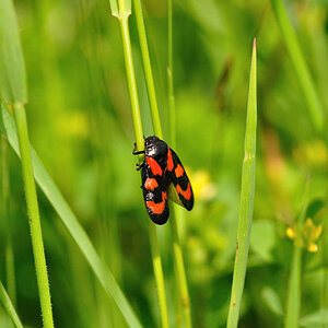 In der Wiese