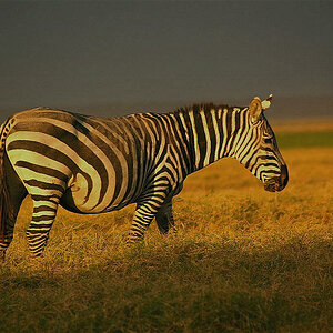 Zebra im Abendlicht