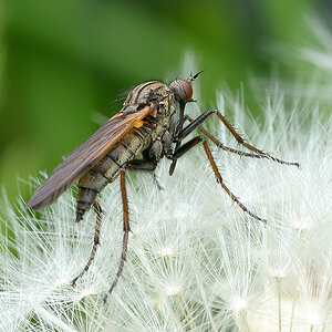 DSC1815

Sigma Macro 105/2.8
